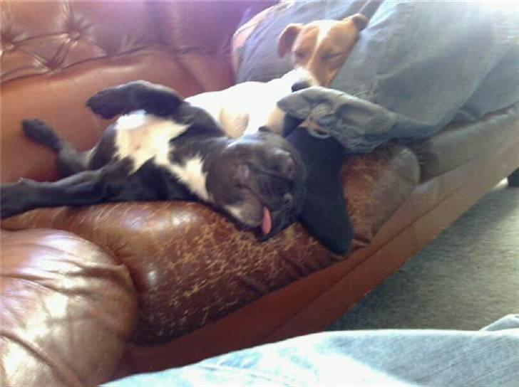 Fransk bulldog Bimbi (Himmelhund) - Er gået totalt kold billede 10