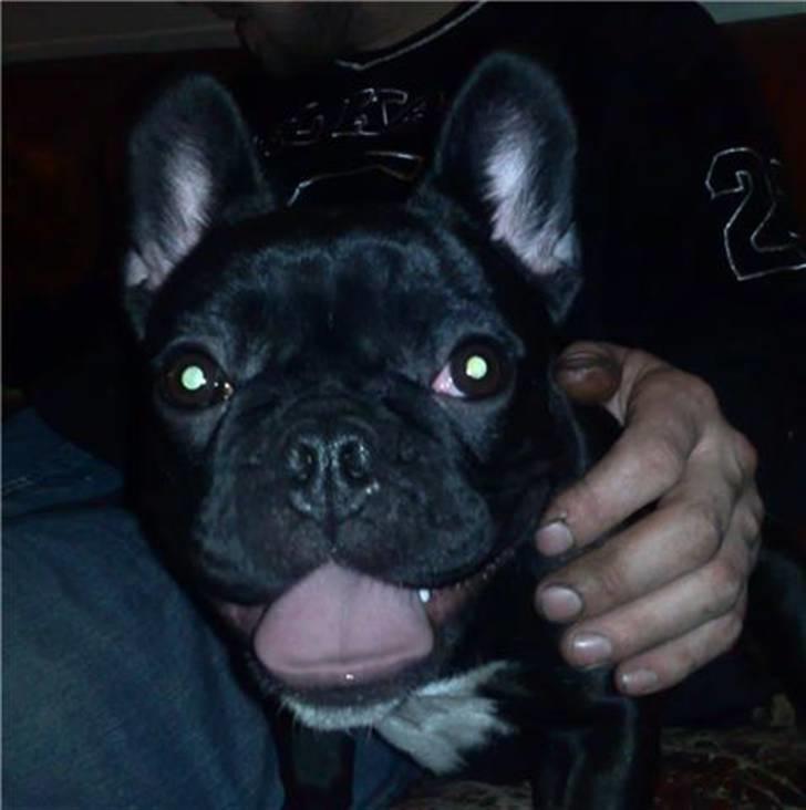 Fransk bulldog Bimbi (Himmelhund) billede 11