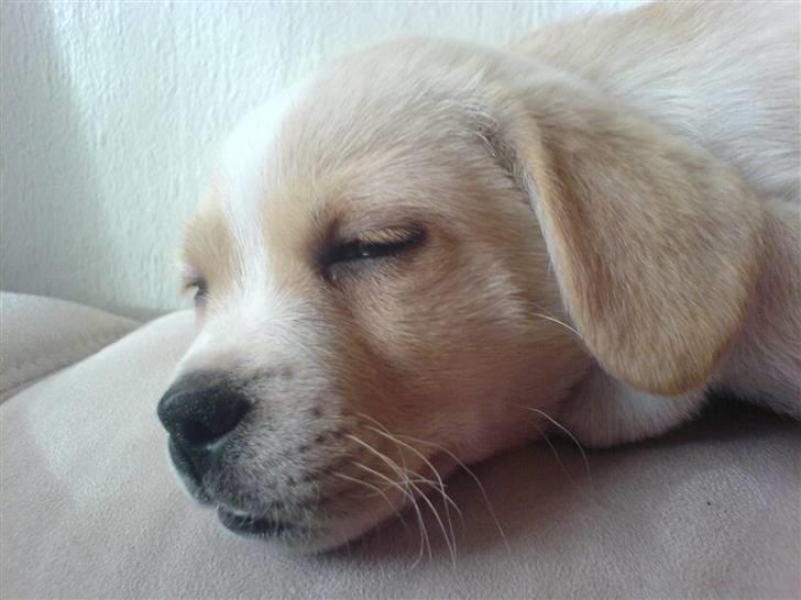 Blanding af racer Vigtor- har ham ikk mere - Godnat zzZ billede 9