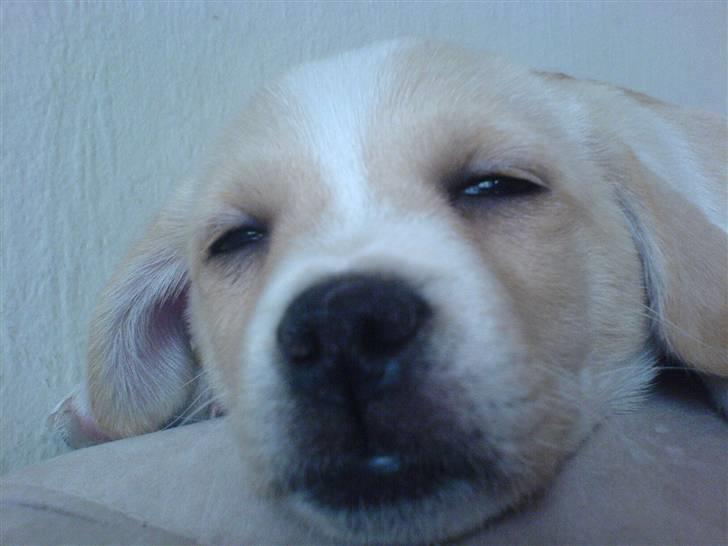 Blanding af racer Vigtor- har ham ikk mere - er han ikke sød billede 10