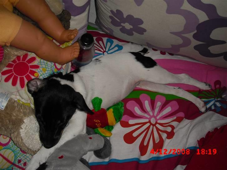 Dansk svensk gaardhund Lady Kahlua - "nu sover jeg alene d;" billede 11