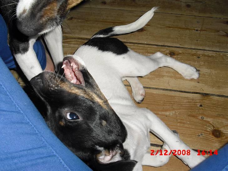 Dansk svensk gaardhund Lady Kahlua - leger med ´storebror´ d;  billede 12