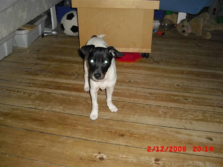 Dansk svensk gaardhund Lady Kahlua - "kom nu og leg med mig! jeg keder mig! d;" billede 13