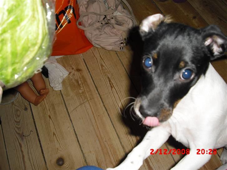 Dansk svensk gaardhund Lady Kahlua - "jeg vil have det salat!!" billede 14