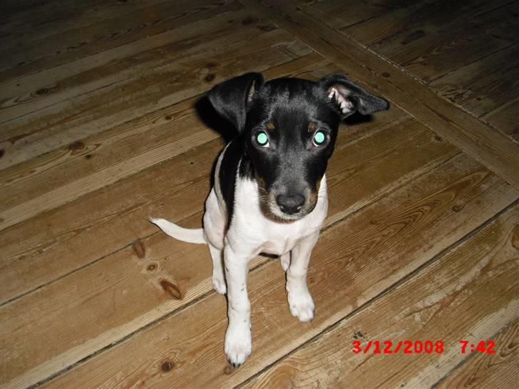 Dansk svensk gaardhund Lady Kahlua - er hun ikk sød? d;  billede 15