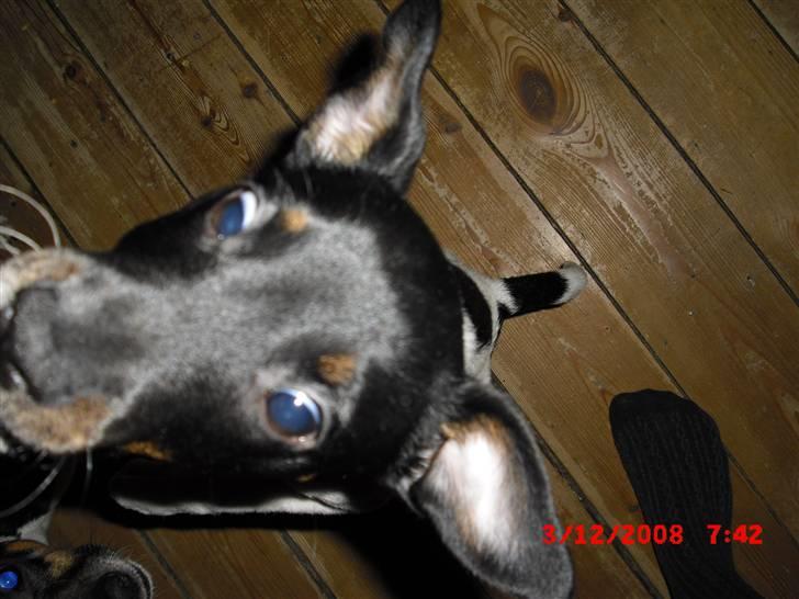 Dansk svensk gaardhund Lady Kahlua - hun hopper op efter en godbid d; billede 16