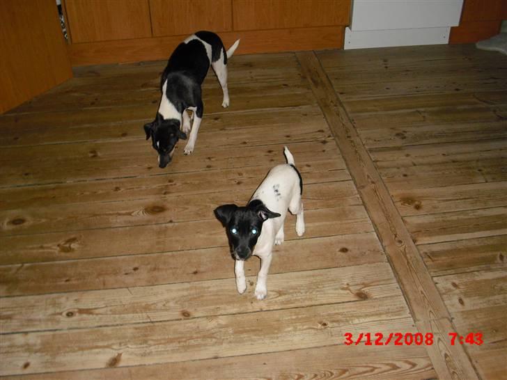 Dansk svensk gaardhund Lady Kahlua - de venter på godbidder d;  billede 17