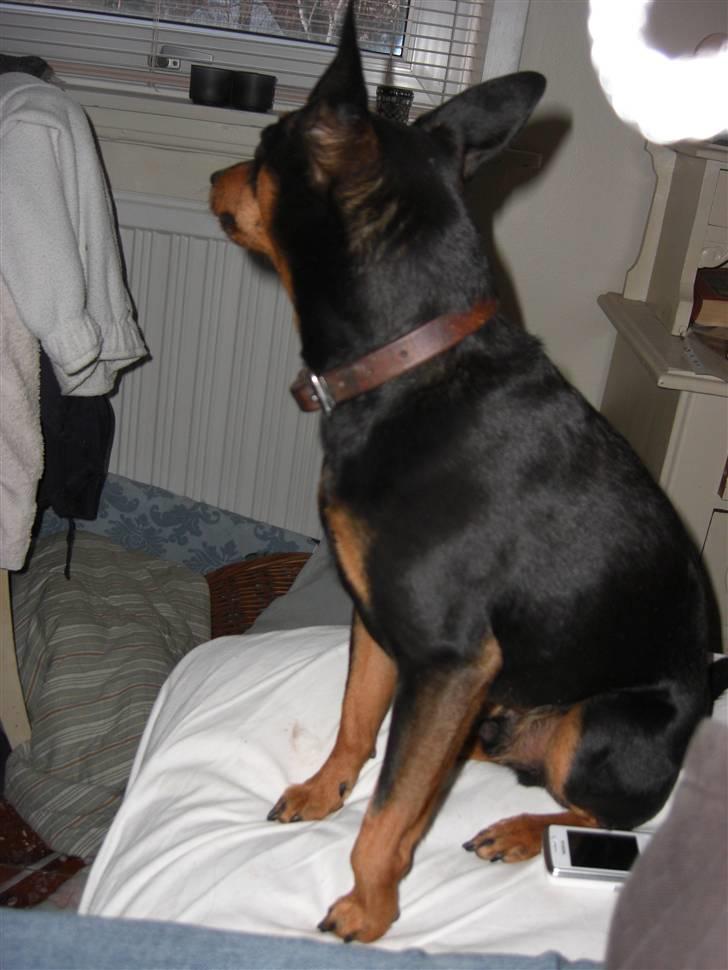 Dvaergpinscher Trofast billede 1