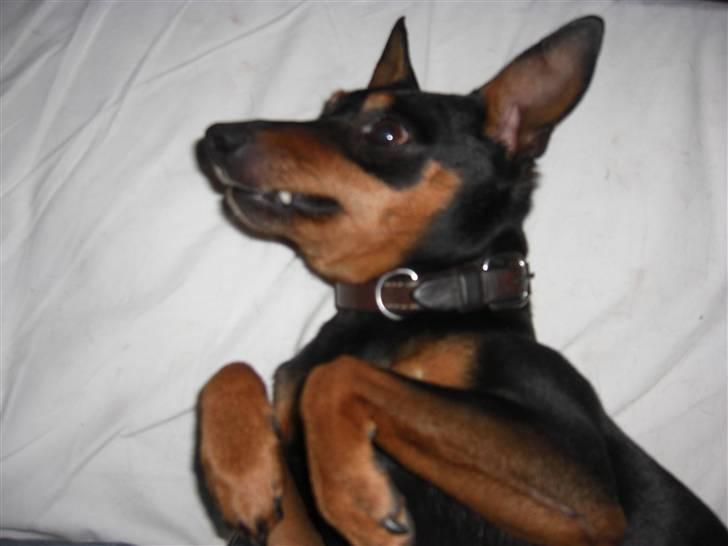 Dvaergpinscher Trofast billede 2