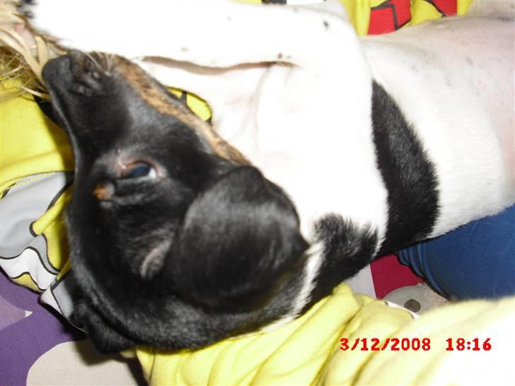 Dansk svensk gaardhund Lady Kahlua - hun elsker at lege med mit hår som nu d;  billede 18