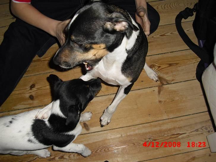 Dansk svensk gaardhund Lady Kahlua - Jønne og Kahlua er blevet så gode venner!! <3 d;  billede 19