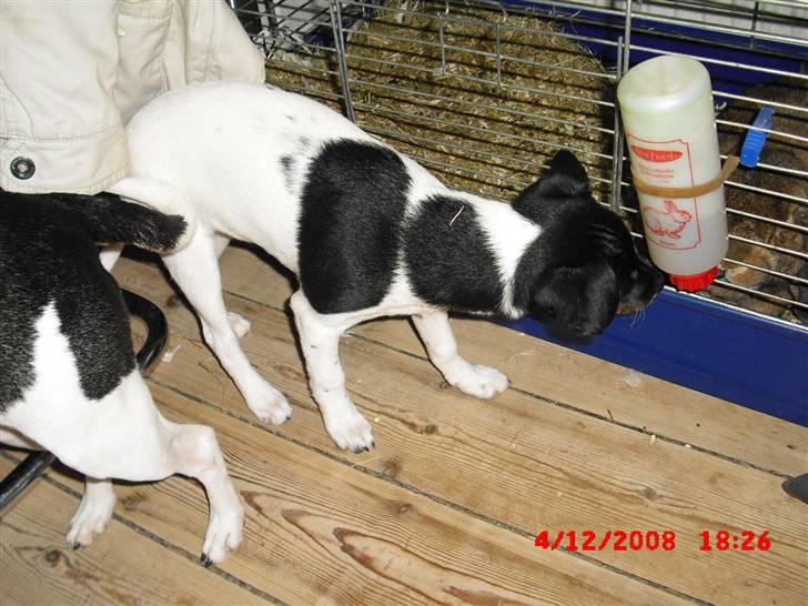 Dansk svensk gaardhund Lady Kahlua - Kahlua snuser til min kanin Jacob der døde natten til mandag den 8. december :´(  billede 20