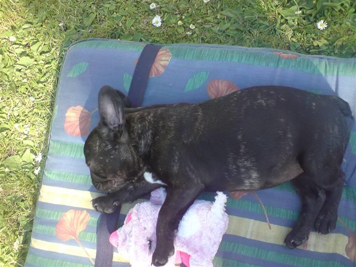 Fransk bulldog DIva billede 5