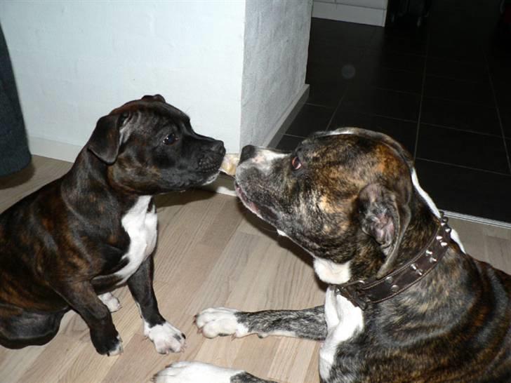 Staffordshire bull terrier AngelicStaff Bright Xenon - Xenon deler kødben med Fuji billede 2