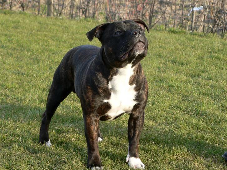 Staffordshire bull terrier AngelicStaff Bright Xenon billede 3