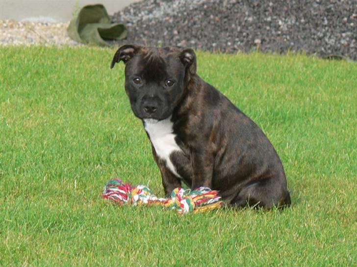 Staffordshire bull terrier AngelicStaff Bright Xenon - Min dejlige have, har du set mit legetøj? billede 4