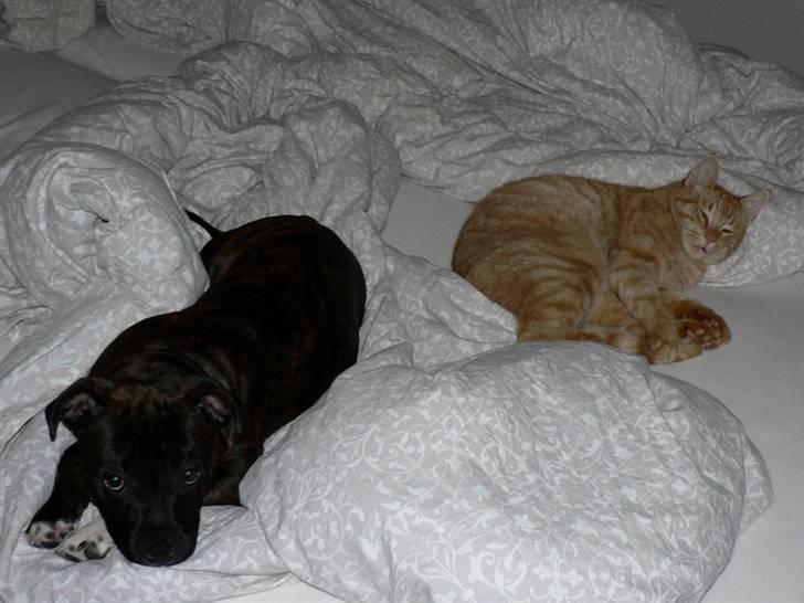 Staffordshire bull terrier AngelicStaff Bright Xenon - Xenon & Oliver billede 5