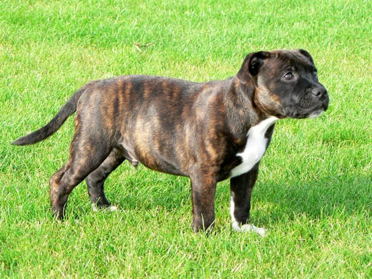Staffordshire bull terrier AngelicStaff Bright Xenon - Xenon billede 6