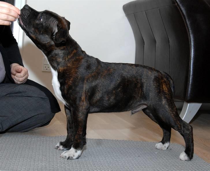 Staffordshire bull terrier AngelicStaff Bright Xenon - Se, jeg kan stå billede 7