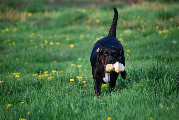 Blanding af racer Bella - Bella med sin godbid *GG* billede 15