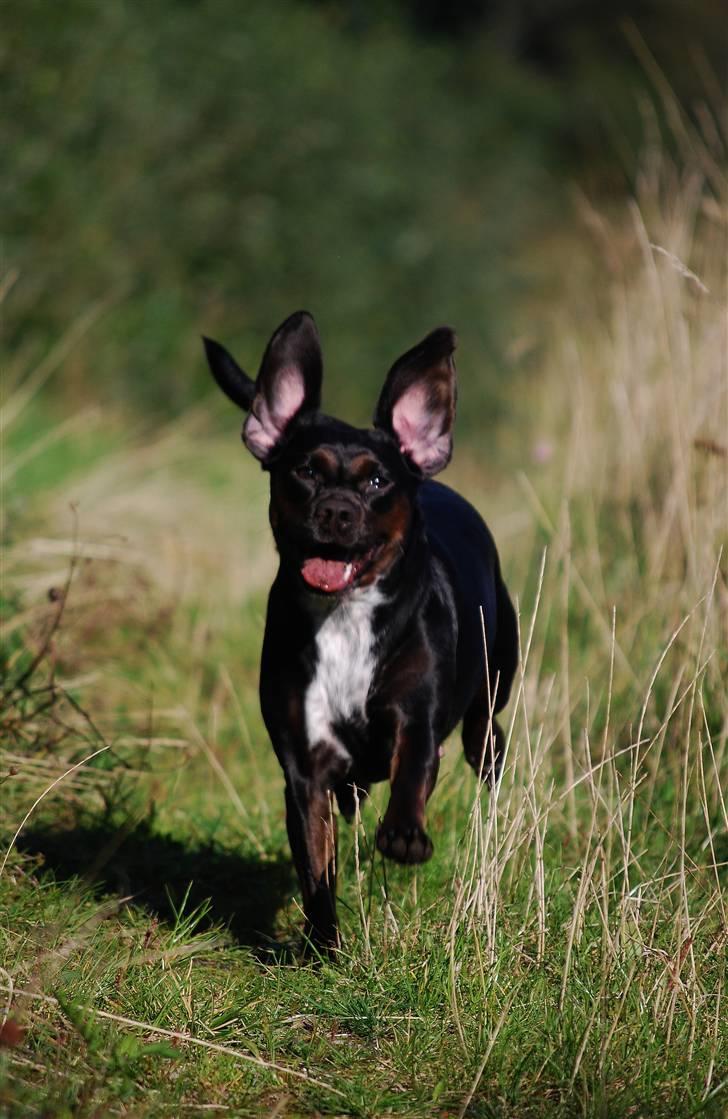 Blanding af racer Bella - Undskyld kvaliteten synes bare hun er så genial på billedet billede 16