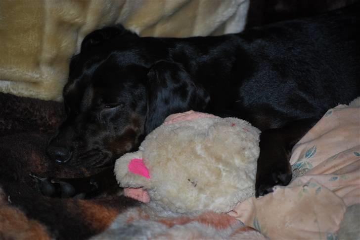 Blanding af racer Bella - Putter med min barndomsbamse. billede 17