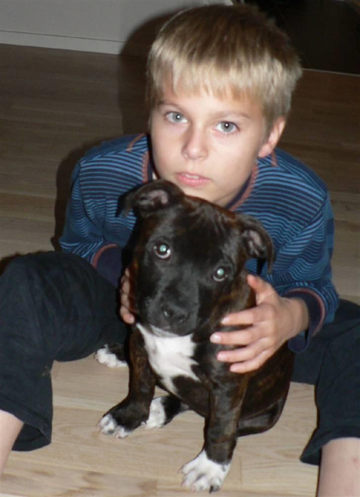 Staffordshire bull terrier AngelicStaff Bright Xenon - Xenon & Emil billede 8