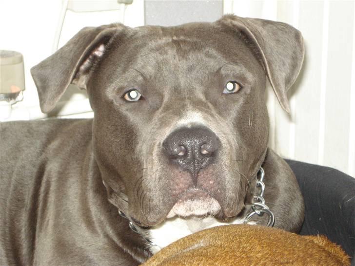 Amerikansk staffordshire terrier sparko billede 12