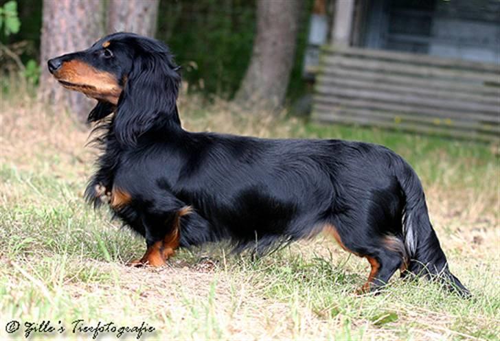 Gravhund Bornebusch`s Felix - Felix billede 1