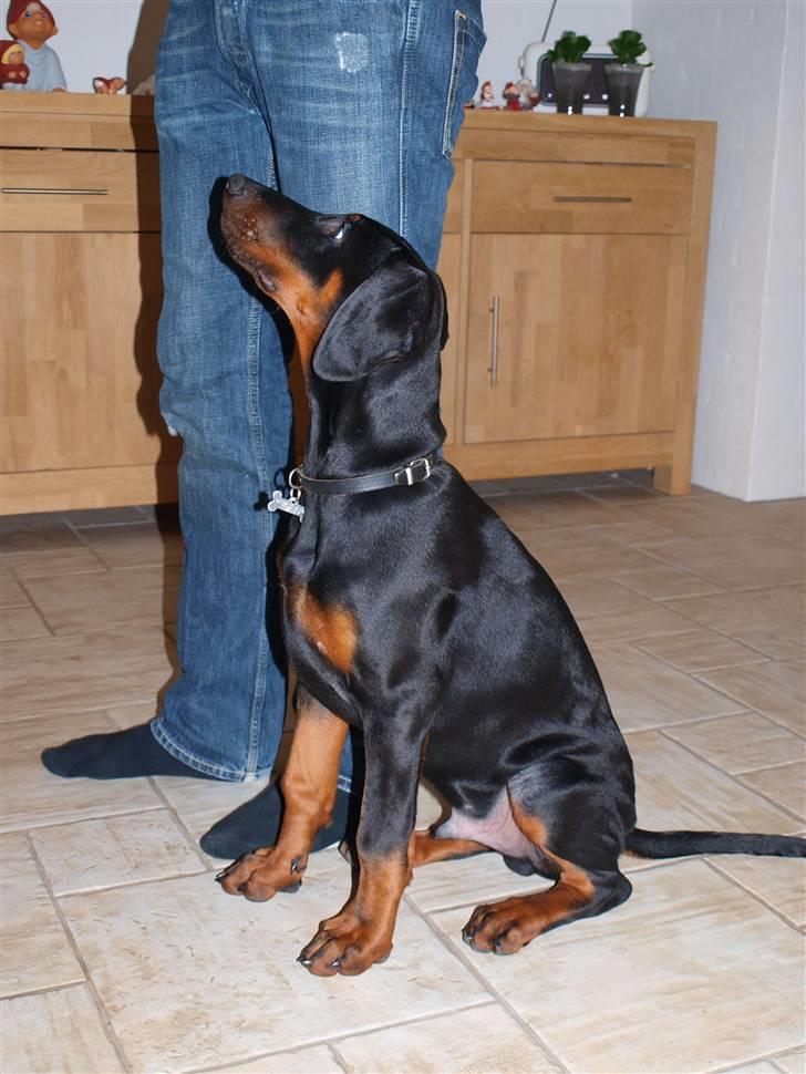 Dobermann Armageddonstars Elmander (R.I.P.) - kontakt til fører billede 15