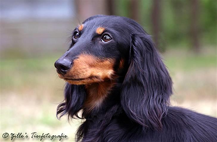 Gravhund Bornebusch`s Felix - Der sidder et godt hoved på ham billede 2