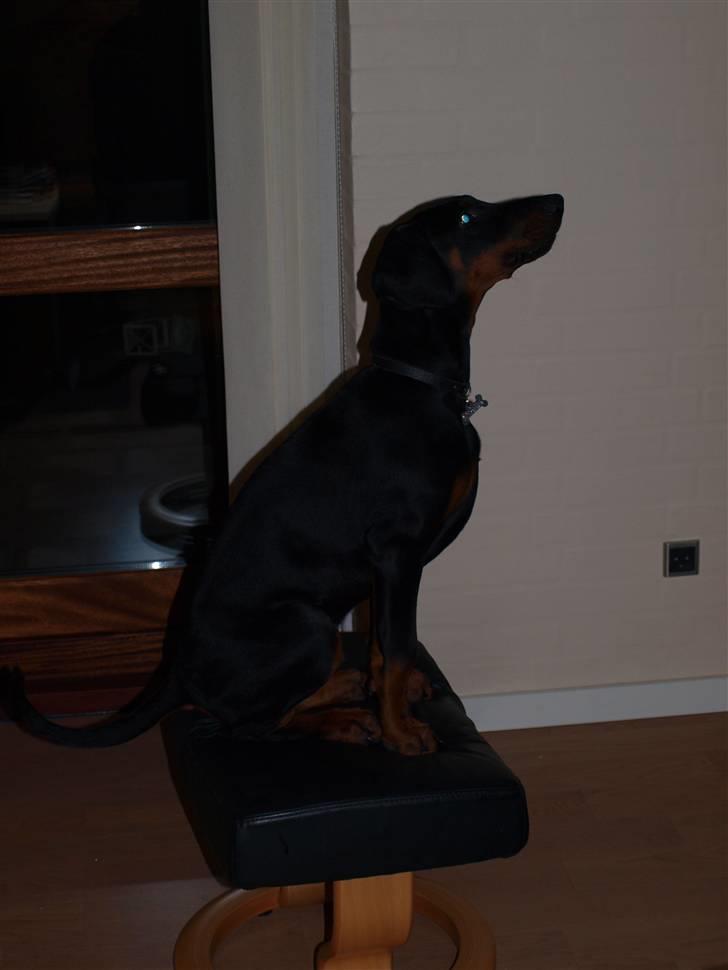 Dobermann Armageddonstars Elmander (R.I.P.) - Jeg er selv kommet her op billede 16