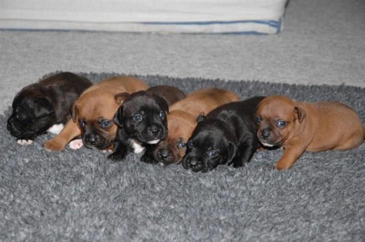 Staffordshire bull terrier AngelicStaff Bright Xenon - Xenon - længst til venstre - 2½ uge gammel  billede 9