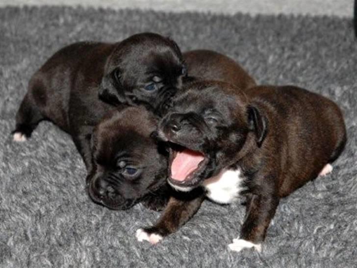 Staffordshire bull terrier AngelicStaff Bright Xenon - ja, lidt træt er man som hvalp! billede 10