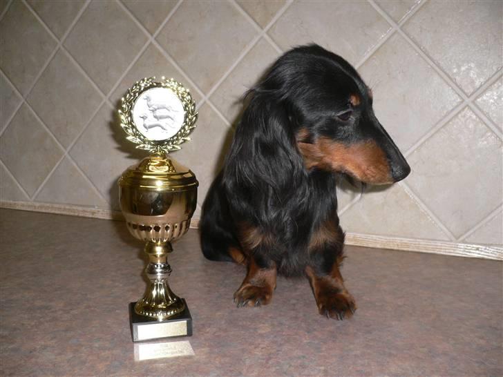 Gravhund Bornebusch`s Felix - Felix med sin pokal som Landessieger. billede 3