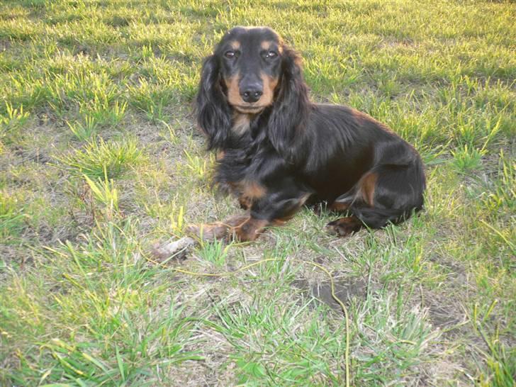 Gravhund Bornebusch`s Felix - Felix med et rådyr ben, han kan også gå spor. billede 4