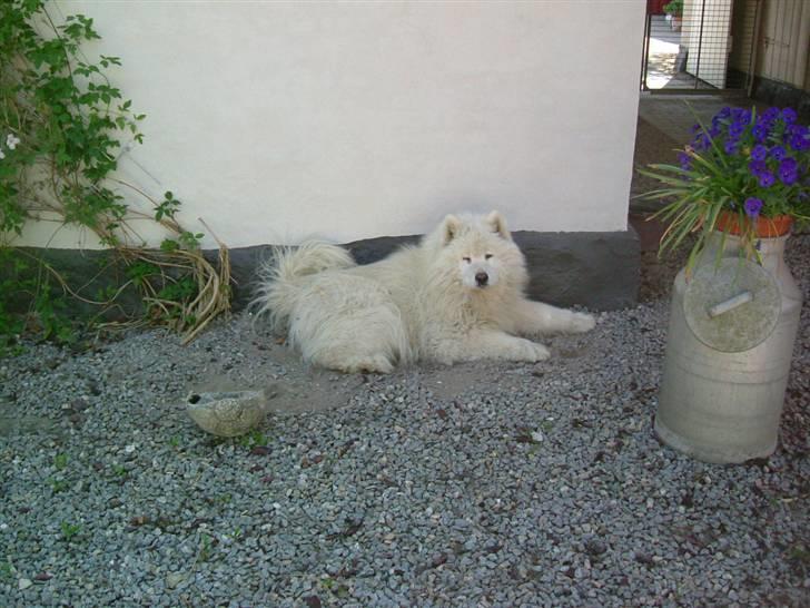 Samojedhund Chang billede 2