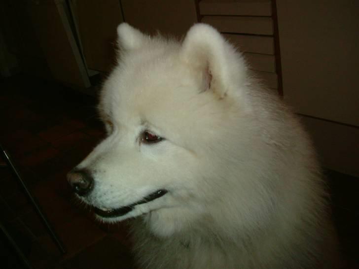 Samojedhund Chang billede 3