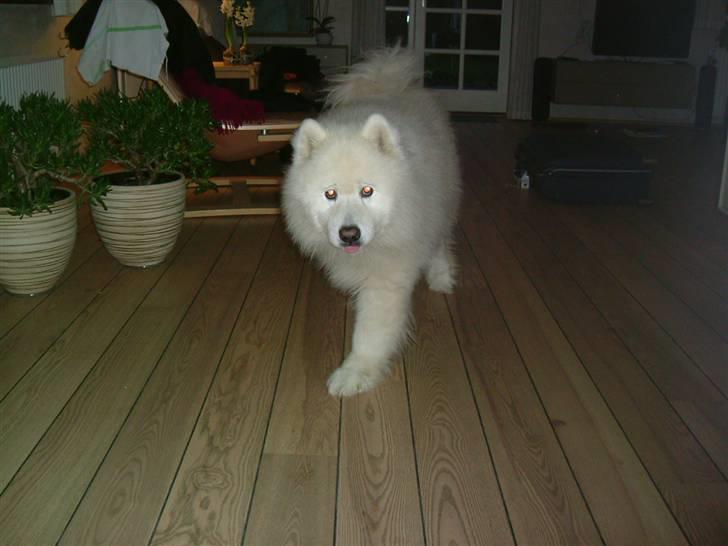 Samojedhund Chang billede 4