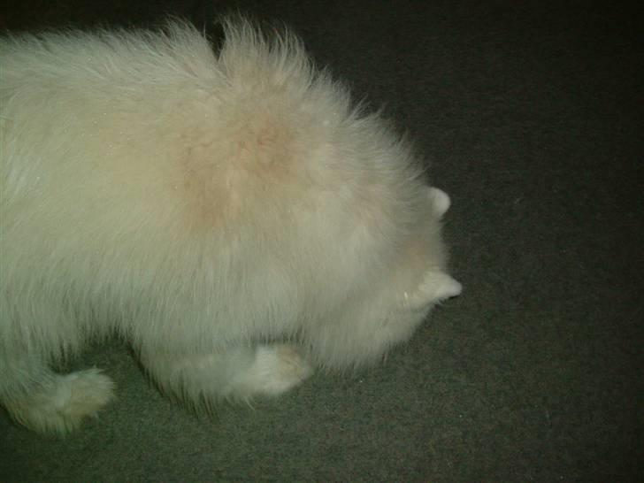 Samojedhund Chang billede 5