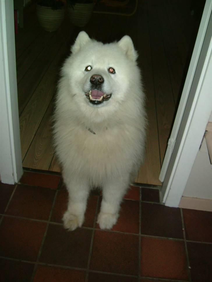 Samojedhund Chang billede 6