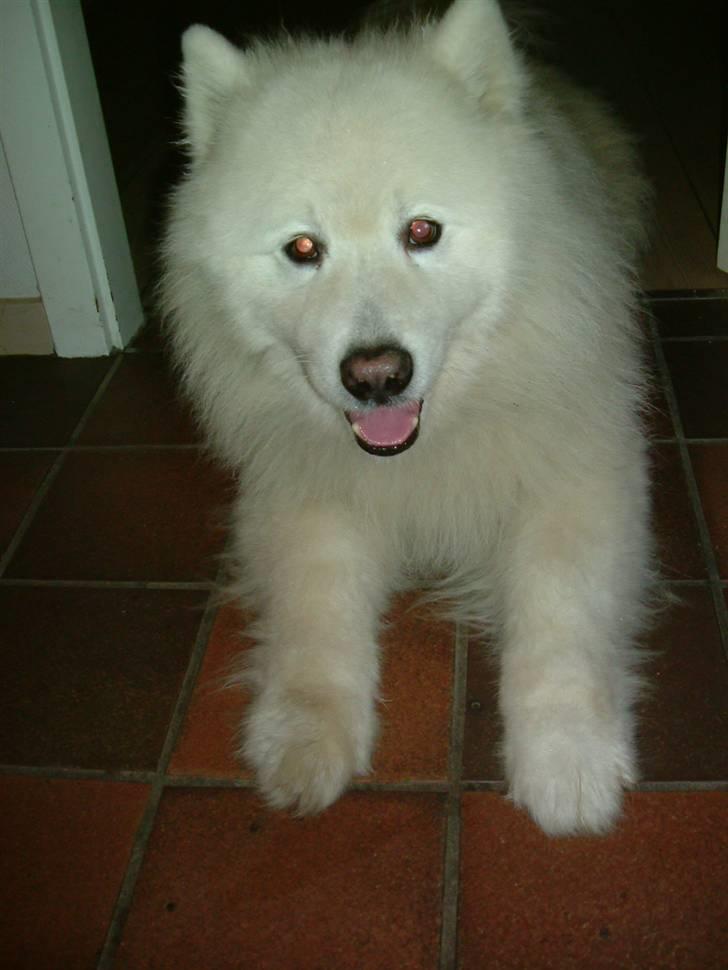 Samojedhund Chang billede 7