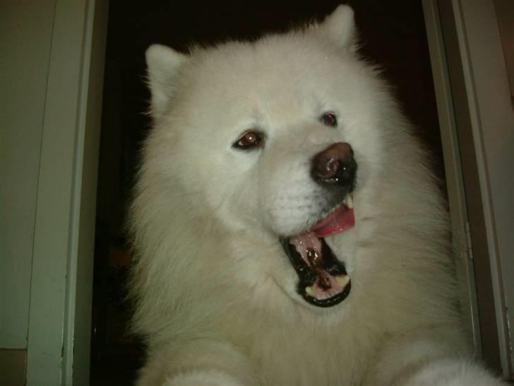 Samojedhund Chang billede 8