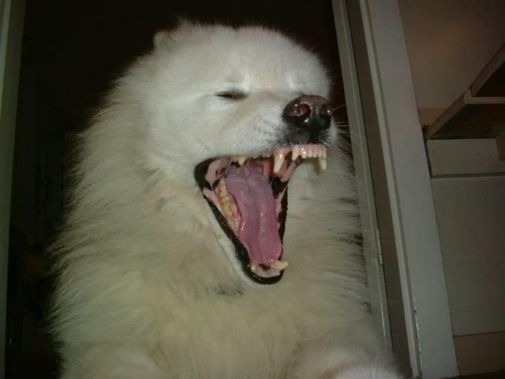 Samojedhund Chang billede 9