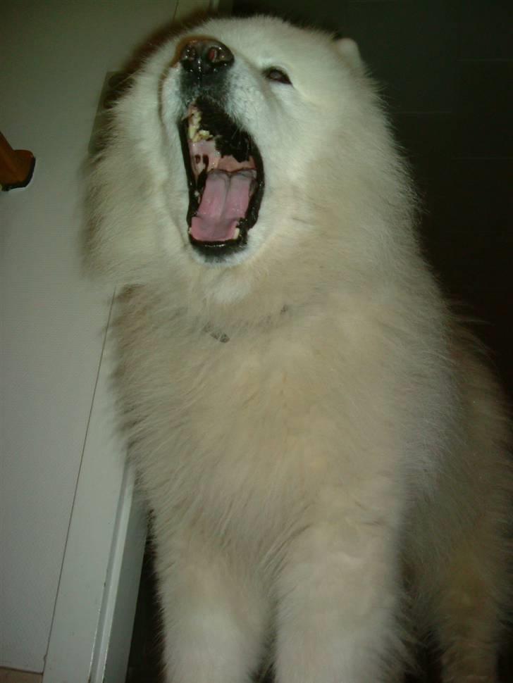 Samojedhund Chang billede 10