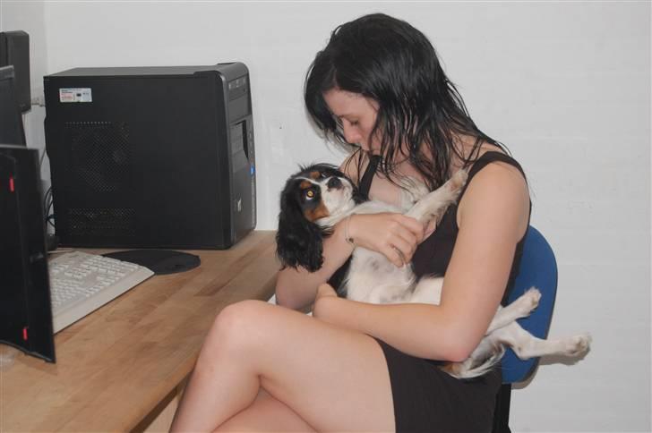 Cavalier king charles spaniel Chanel billede 9