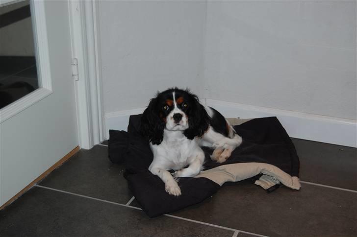 Cavalier king charles spaniel Chanel billede 10