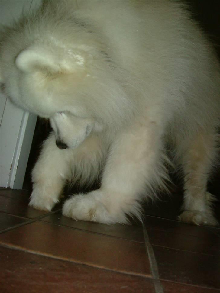 Samojedhund Chang billede 11