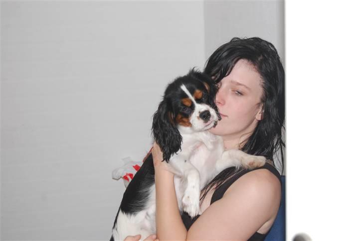 Cavalier king charles spaniel Chanel billede 11