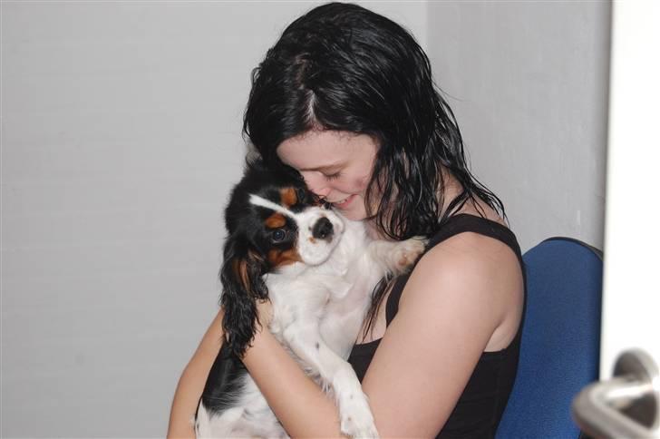 Cavalier king charles spaniel Chanel billede 12